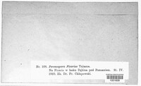 Peronospora ficariae image